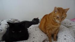 Tři kocouři v peřinách.