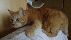 Já když požiju šantu, tak strašlivě řádím.