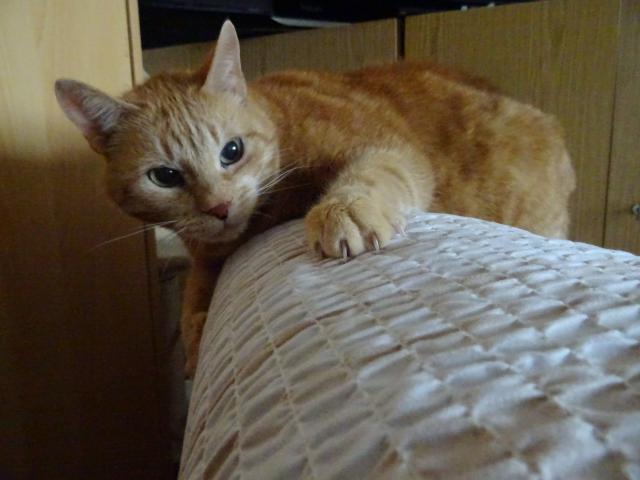 ��d�m jako torn�do.