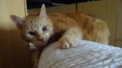 Řádím jako tornádo.