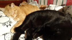 Ale jakmile šanta vyprchá, tak mi, jak se říká, spadne řemen a musím jít okamžitě nabrat síly do postele. :-