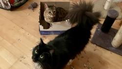 J� bych taky cht�l do krabice a fakt bych j� netrhal jako ta m�ra punt�kat�. Koukej jak to vyhryzala!!!