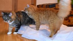 Tenhle hadr jsem Renat� �lohnul j�, ty jsi mi necht�la pom�hat, tak te� si jdi lehnouti na oby�ejnou podlahu.