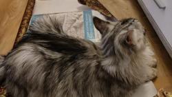 A je�t� sv�domit�ji pom�h�m balit v�no�n� d�rky! Tak nech�pu, pro� m� v tom nejlep��m zav�ela do lo�nice!