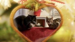 Kr�sn� pro�it� sv�tk� v�no�n�ch 🎄🎁🔔 p�eje Jolie, Mac�k a obsluhy🍀🍀🍀