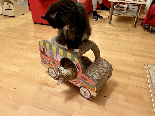 U�ijeme si ho i oba najednou👍