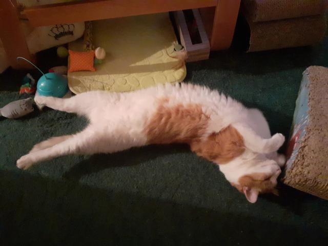 Takhle m� na �t�dr� ve�er zmohlo vzru�en� a radost z d�re�k�.