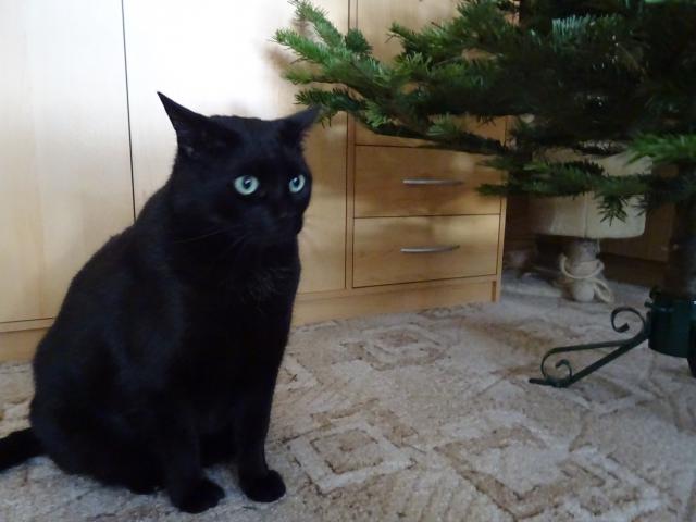 Tak stromek jsem zasadil do stojanu a co te� ?