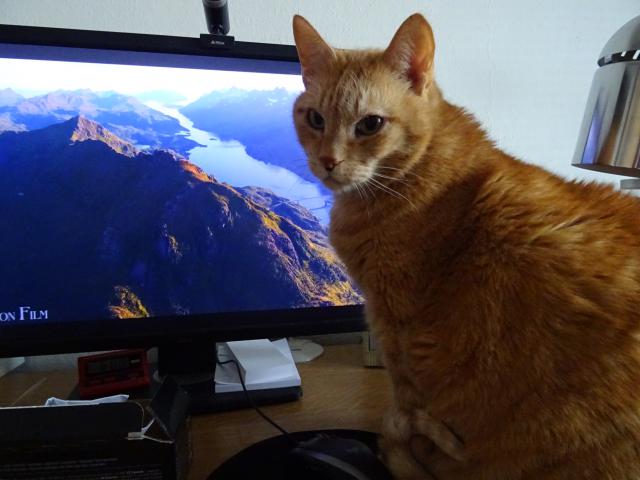 Tentokr�t bude stromek zdobit Macek, j� se budu d�vat na televizi.