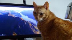 Tentokr�t bude stromek zdobit Macek, j� se budu d�vat na televizi.