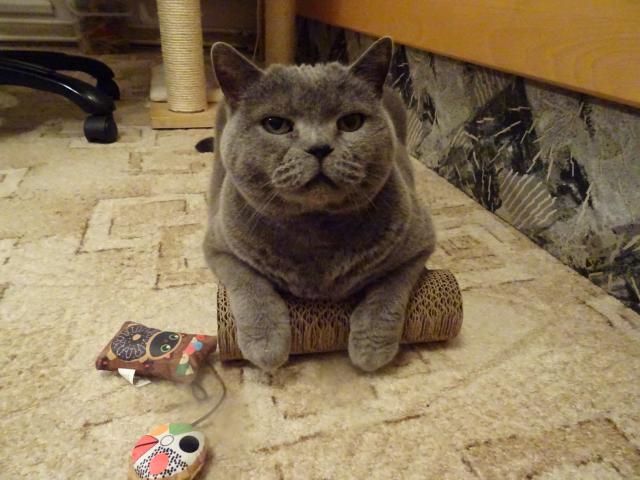 Dostali jsme hra�ky se �antou, pani�ka nasypala tro�ku �anty i do �krabadla. Jsem  spokojen.