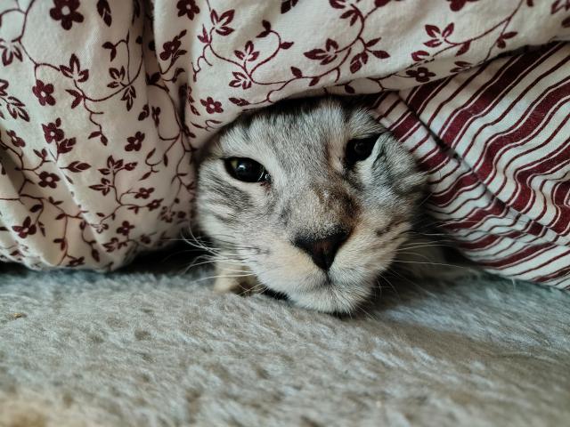 M�m turban, jsem sult�n!