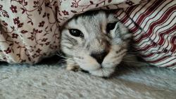 Mám turban, jsem sultán!