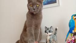 Tlapku na to! Nem�m konkurenci