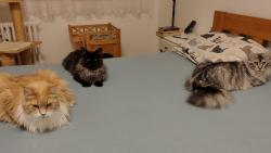 Ty jako chce� j�t do postele? Do jak�? 😸