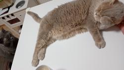 Ty modr� st�ha�ko! Dej si pohov a jdi chr�pat. Jinak ti vypr��m ko�ich.