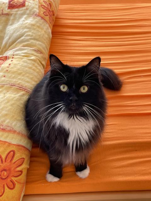 Tak honem, hezky vezmi kart��, j� chci u�esat ko��ek 😸