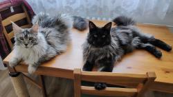 Chlupat� puber��ci 😁