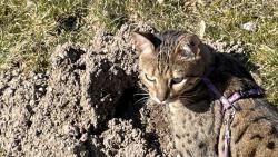 Krtku, t� se jestli t� dostanu!!!