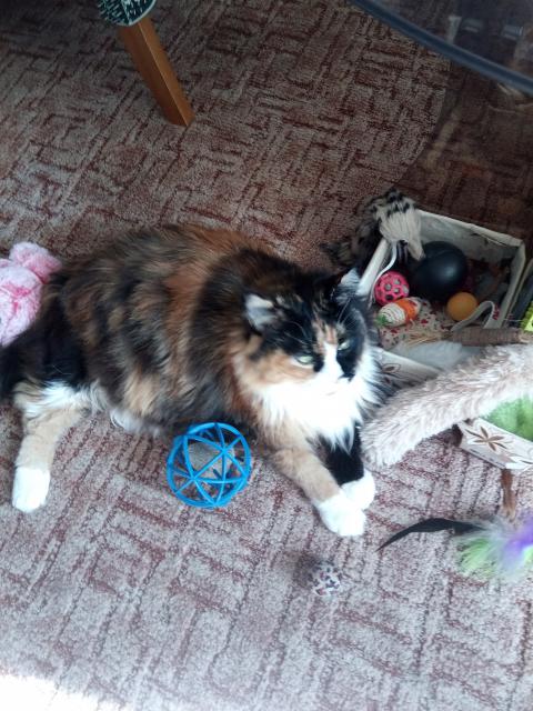 Kone�n� klid, u� sundali le�en� a ode�li kravalisti i bouchalisti