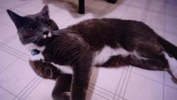 Nugget : Jsem tuze spokojen�, k ve�e�i byla dobr� konzervi�ka, slupnul jsem ji celou.