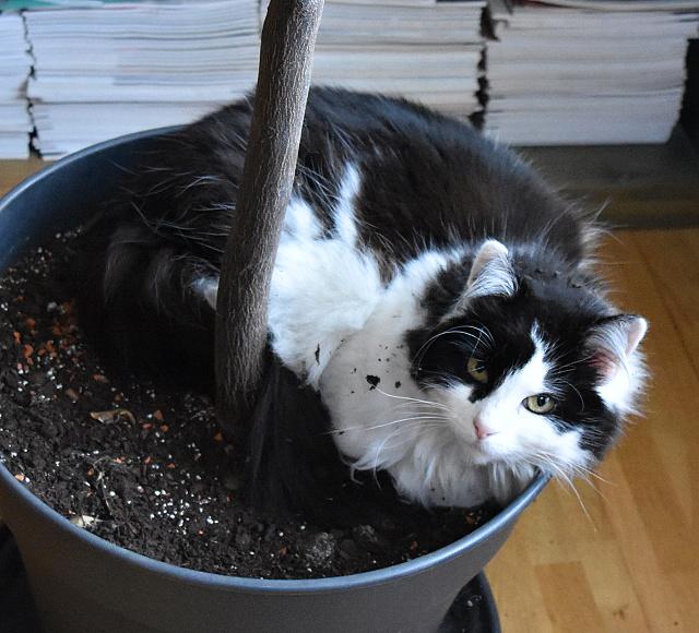 Prej se dneska nem�m s��kovat do postele, ale j� v�bec netu��m pro�...