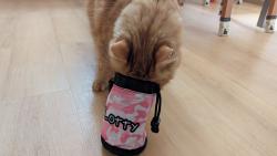 1/4 Copak to tady máme? Ahá, Lottynčiny pamlsky!