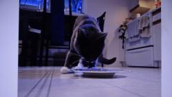 Nugget : podařilo se, vyloudil jsem masíčko.