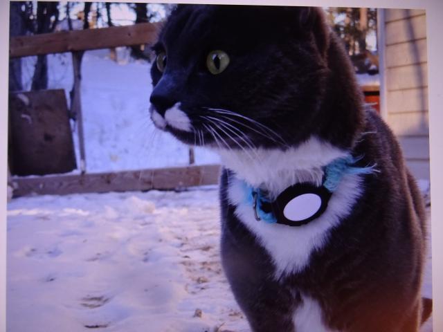 Nugget : hled�m, div mi o�i nevypadnou.