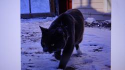 Nugget : pro jistotu se tro�ku p�ikr��m, co kdyby za rohem ��hala li�ka nebo medv�d. :-))