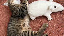 Klotylda m� moc dobr� oc�sek 😅