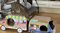 Hele, Mac�k se mi schoval do aut��ka 😹