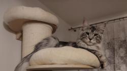 Pr� si hraju na dosp�l�ho mai��ka, ale jsem po��d je�t� nap�l kot�