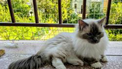 Pros�m, dr�te mi palce! U� m�s�c se se mnou pani�ka tr�p�, m�m n�jakou bouli na ko�eni ocasu! U� m�m za sebou rentgen (pr� je to zbytn�l� tk��), desetidenni antibiotika a t�den injekc� na vst�eb�v�n� otok�, kter� mi pani�ka ka�d� den p�chala. V �ter� jdu pod nark�zu na biopsii, aby zjistili, jestli mi m�j oc�sek nechaj�, nebo jestli o n�j p�ijdu...