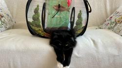Takhle odpo��vat, tak to m��e vymyslet jen Mac�k😹😹😹