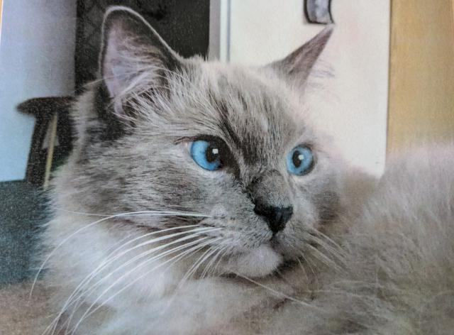 Moje modr� o�i u� nikdy nebudou z��it, moje b�l� tlapky u� nikdy nebudou pl�cat do vody v misce, u� nikdy nebudu r�no okupovat  okno a pozorovat pt��ky. U� jsem za duhov�m mostem a nic m� nebol�...