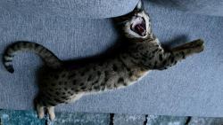 To jsem se nasm�la😹. Pr� jestli slezu. Jasn�, �e ne😹