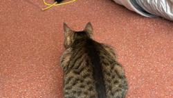 Spole�n� hr�tky 😻