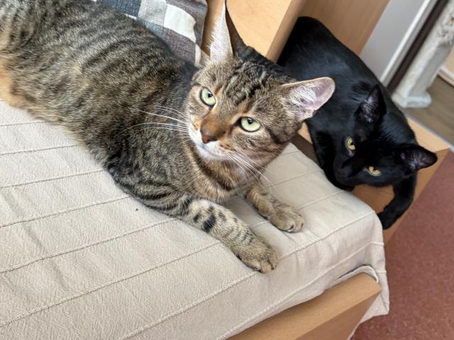 3��.po�kej! To od�erven� ti nedarujeme! 😸😸