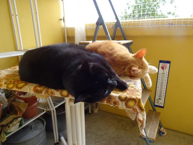 Dne�n� odpoledn� siesta.
