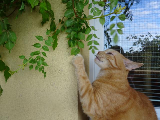 Mus�, si je�t� u��t zeleniny, za chv�li list� za�ne �loutnout.