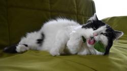 Hm, kvalita v�born�, te� to u� jenom po��dn� roz�v�kat.