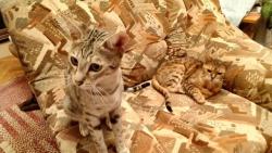 �elmice m� pravdu, je v tom je�t� o chlup lep�� ne� j�.