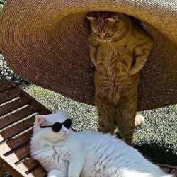 D�entlas.-))