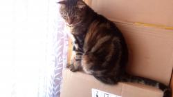 ááá,nějaká nová rozhledna,ju nový nábyteček bude,už se těším,až na něj vylezu