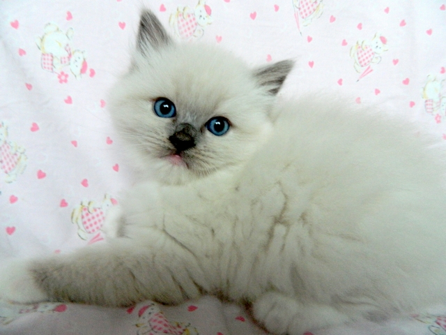 Plemeno koček ragdoll - Pearl Princess Jantario Wittek,  blue mitted, 4 týdny
