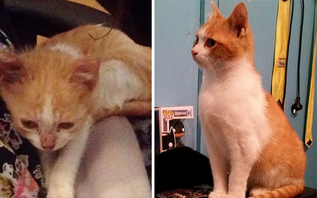 Útulkové kočky před a po adopci