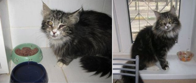 Útulkové kočky před a po adopci