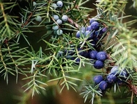 Jalovec, Juniperus