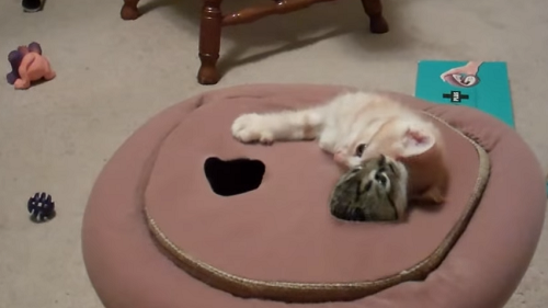Video: Kočičí chyťte krtka